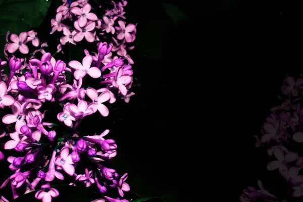 Fleurs Lumineuses Colorées Lilas Fond Noir — Photo