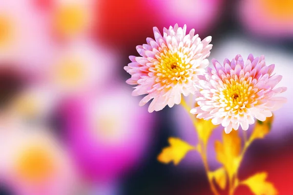 Bunte Chrysanthemenblüten Vor Dem Hintergrund Der Herbstlichen Landschaft Natur — Stockfoto