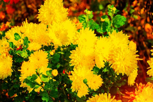 Πολύχρωμα Χρυσάνθεμα Λουλούδια Φόντο Του Φθινοπώρου Τοπίου Φύση — Φωτογραφία Αρχείου