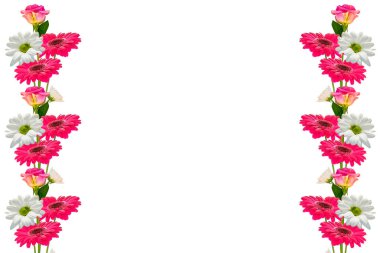 Kasımpatı, gerbera 'nın renkli canlı çiçekleri, beyaz arka planda izole edilmiş güller. Çiçek buketi