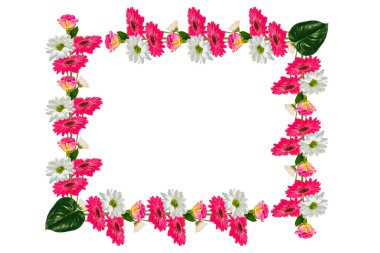 Kasımpatı, gerbera 'nın renkli canlı çiçekleri, beyaz arka planda izole edilmiş güller. Çiçek buketi