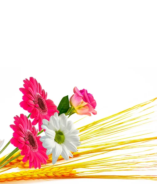 Coloridas Flores Vibrantes Crisantemo Gerberas Rosas Aisladas Sobre Fondo Blanco — Foto de Stock