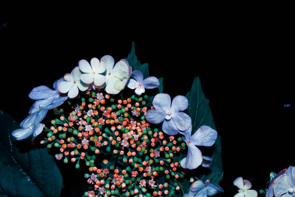 Viorne Des Branches Fleurs Fleurs Printanières Colorées Lumineuses Belle Scène — Photo