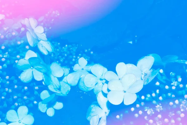 Ανθισμένο Κλαδί Βιμπούρνουμ Λαμπερά Πολύχρωμα Ανοιξιάτικα Λουλούδια Όμορφη Φύση Σκηνή — Φωτογραφία Αρχείου