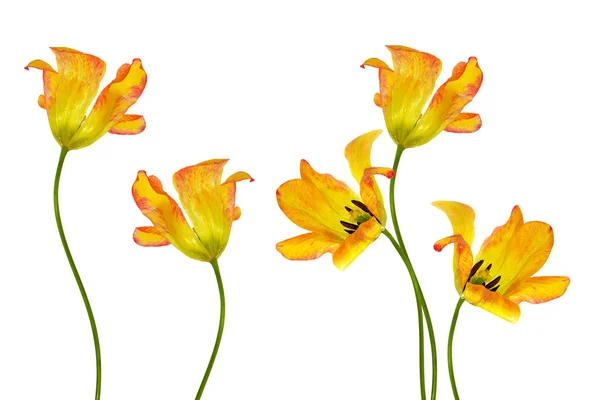 Jarní Květiny Tulipány Izolované Bílém Pozadí — Stock fotografie