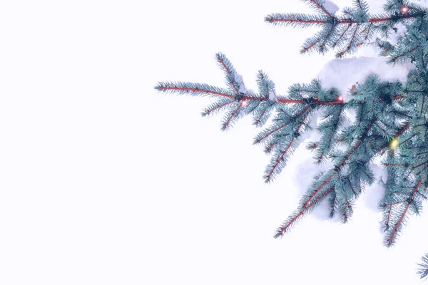 Ветви Снега Покрывали Елку Белом Фоне Зима — стоковое фото