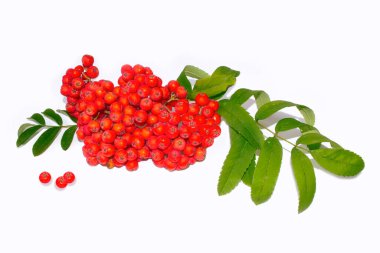 Beyaz arka planda bir sürü kırmızı kızılcık çileği.
