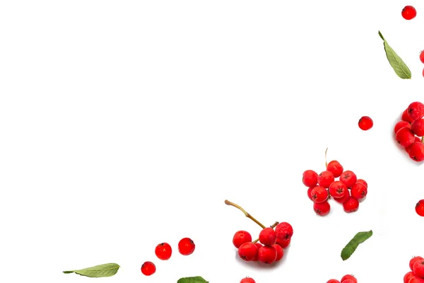 Trauben Roter Vogelbeeren Auf Weißem Hintergrund — Stockfoto