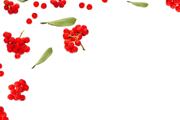 Bunches Red Rowan Berry White Background — Stok Foto