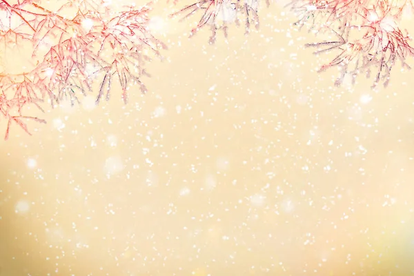 Замороженный Зимний Лес Заснеженными Деревьями Открытый — стоковое фото