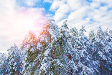 Karla kaplı ağaçlarla donmuş kış ormanı. Açık hava
