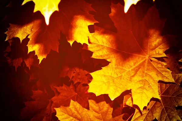 Ahorn Herbstlandschaft Mit Leuchtend Bunten Blättern Altweibersommer Laub — Stockfoto