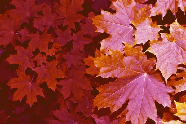 Ahorn Herbstlandschaft Mit Leuchtend Bunten Blättern Altweibersommer Laub — Stockfoto
