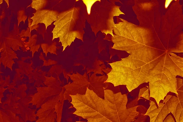 단풍나무 색깔의 나뭇잎이 인도의 — 스톡 사진