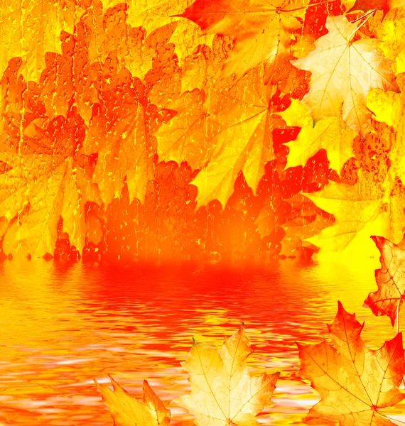 Esdoorn Herfst Landschap Met Felgekleurde Bladeren Indiase Zomer Gebladerte — Stockfoto