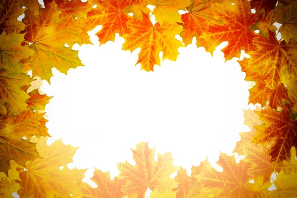 Beyaz Arkaplanda Parlak Sonbahar Akçaağaç Yaprağı — Stok fotoğraf