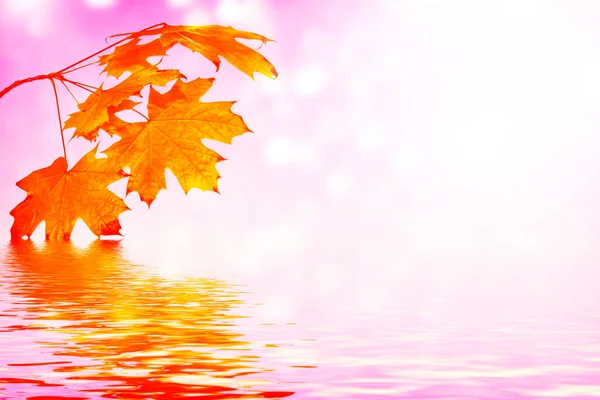 Maple Autumn Landscape Bright Colorful Leaves Indian Summer Foliage — Stock Photo, Image