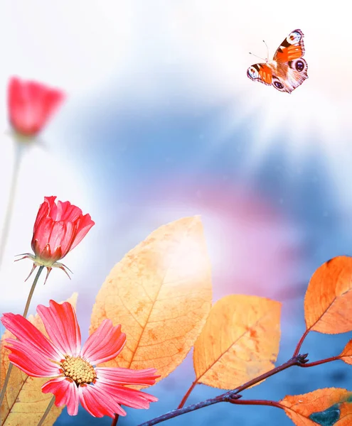 Φθινοπωρινό Τοπίο Έντονα Πολύχρωμα Φύλλα Ινδικό Καλοκαίρι Φύλλωμα Σύμπαν Λουλουδιών — Φωτογραφία Αρχείου