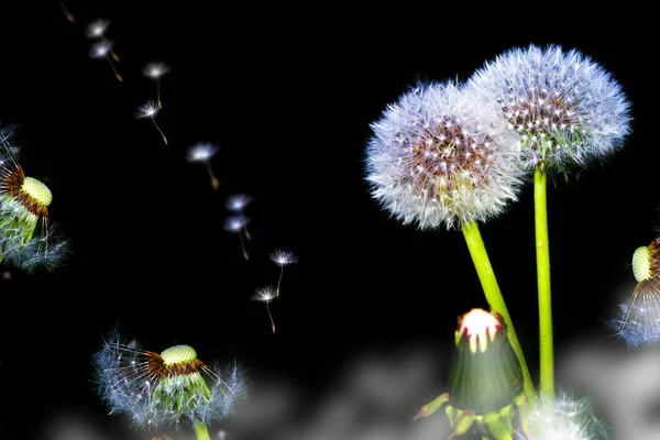 黒を基調としたふわふわのタンポポの花 — ストック写真