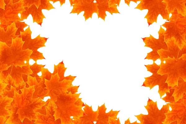 Bright Autumn Maple Leaf White Background Frame — Stock Photo, Image