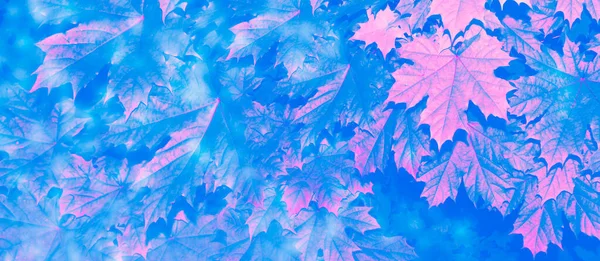 Esdoorn Herfst Landschap Met Felgekleurde Bladeren Indiase Zomer Gebladerte — Stockfoto