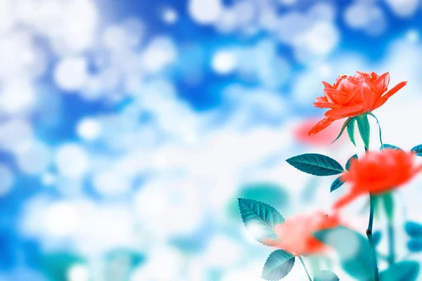 Leuchtend Bunte Blume Stieg Natürlicher Floraler Hintergrund Sommerlandschaft — Stockfoto