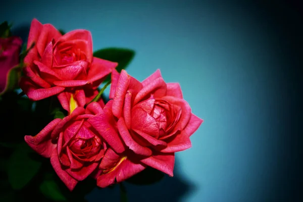 艳丽多彩的玫瑰 自然的植物背景 夏季风景 — 图库照片