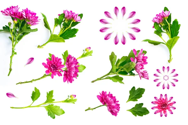 Färgglada Höst Blommor Krysantemum Vit Bakgrund Natur — Stockfoto