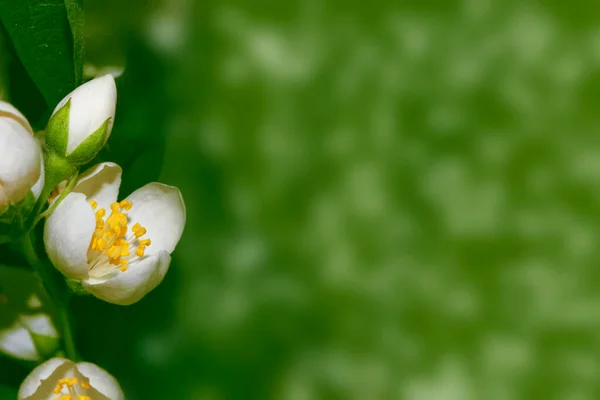 白色茉莉花 枝条娇嫩的春花 — 图库照片