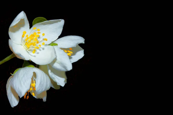Branch Jasmine Flowers Isolated Black Background Nature — Stock Photo, Image