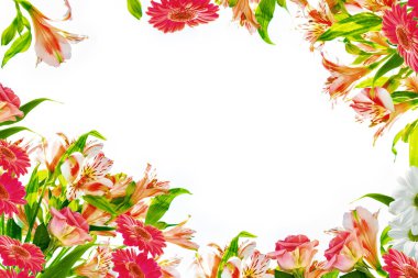 Beyaz arka planda izole edilmiş parlak renkli çiçekler. tebrik kartı