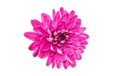 Kasımpatı çiçekleri beyaz arka planda renkli sonbahar çiçekleri. Doğa