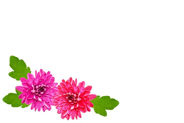 Coloridas Flores Otoñales Crisantemo Sobre Fondo Blanco Naturaleza —  Fotos de Stock