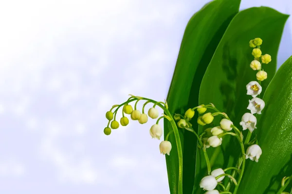 Voorjaarslandschap Bloemen Lelie Van Vallei Buiten — Stockfoto