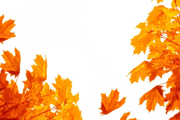 白地に鮮やかな紅葉 — ストック写真