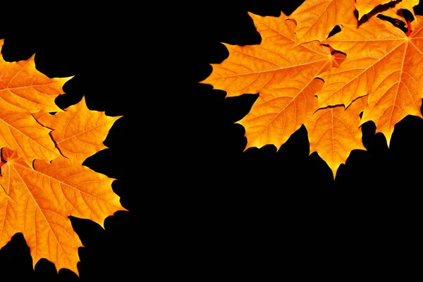 Helles Herbst Ahornblatt Auf Schwarzem Hintergrund — Stockfoto