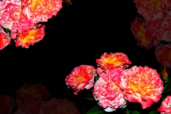 Φωτεινό Και Πολύχρωμο Λουλούδι Τριαντάφυλλο Floral Φόντο — Φωτογραφία Αρχείου