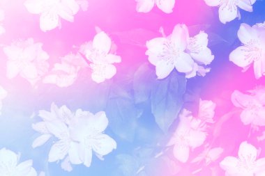 Beyaz yasemin. Dal narin bahar çiçekleri. Doğa