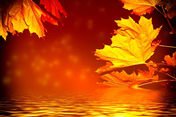 Maple Autumn Landscape Bright Colorful Leaves Indian Summer Foliage — Stock Photo, Image