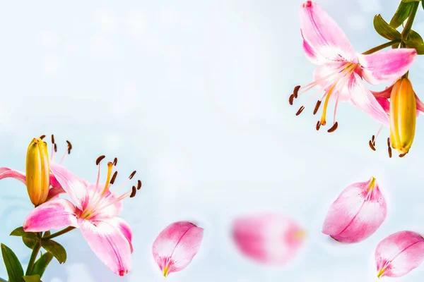 Jasné Barevné Liliové Květy Přírodní Květinové Pozadí Okvětní Lístek — Stock fotografie