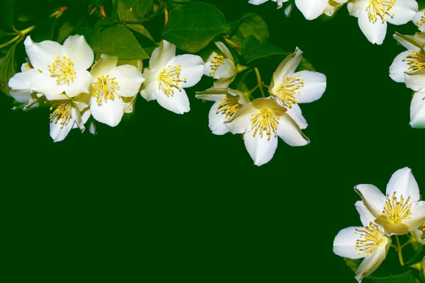 Vit Jasmin Grenens Sköra Vårblommor Natur — Stockfoto