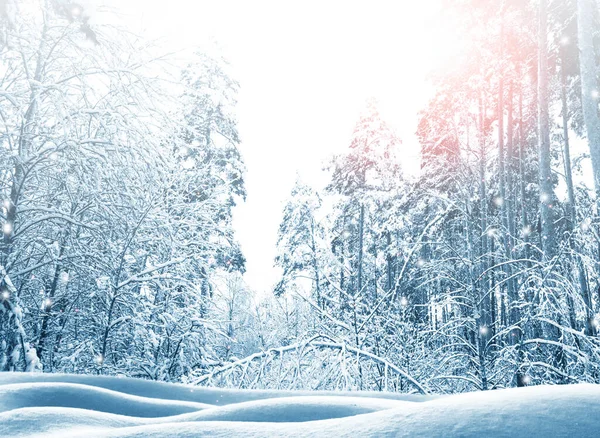 Bosque Invierno Congelado Con Árboles Cubiertos Nieve Exterior — Foto de Stock