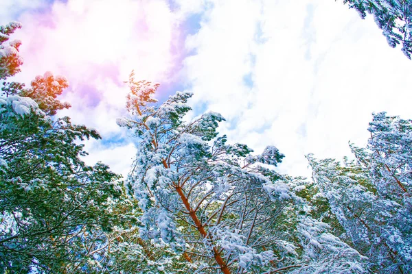 Floresta Inverno Congelada Com Árvores Cobertas Neve Exterior — Fotografia de Stock