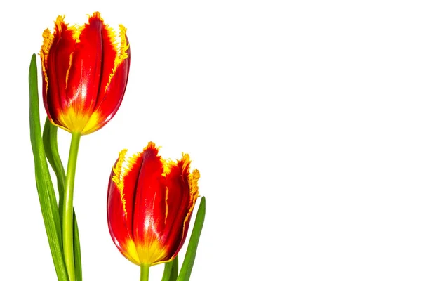 Flores Primavera Tulipanes Aislados Sobre Fondo Blanco — Foto de Stock