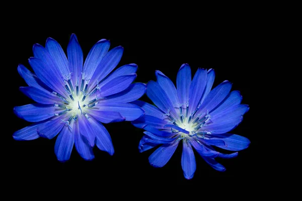 Chicory Flower Leaf Isolated Black Background Nature — 스톡 사진