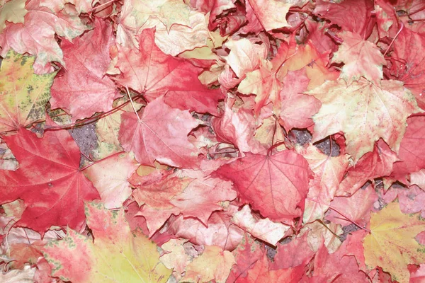 明るいカラフルな葉と秋の背景 インドの夏葉 — ストック写真