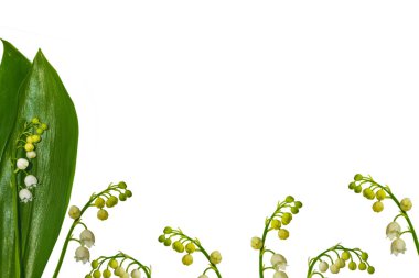 Beyaz arka planda vadi çiçeği zambağı. Doğa