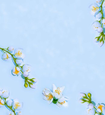 Yasemin çiçeklerinin mavi arka planda izole edilmiş dalları. Doğa