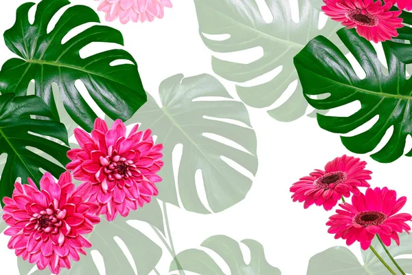 Foglia Verde Fiore Tropicale Monstera Isolato Sfondo Bianco Crisantemo Gerbera — Foto Stock