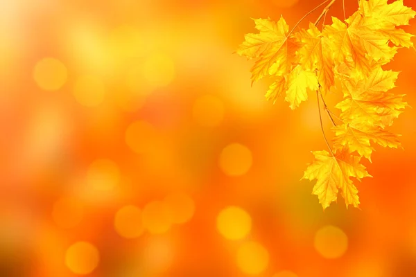 Кленовый Осенний Пейзаж Яркими Красочными Листьями Индийское Лето Листва — стоковое фото